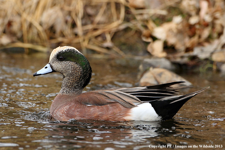 Wigeon duck in habitat.