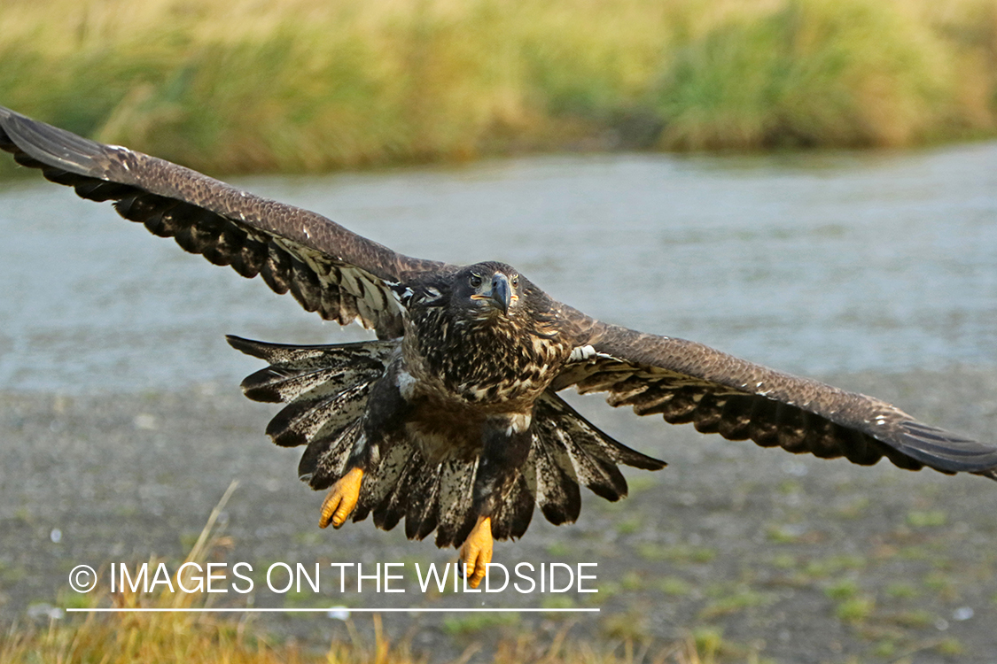 Bald Eagle (immature).