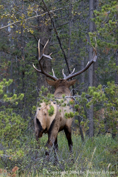 Rocky Mountain bull elk in habitat.