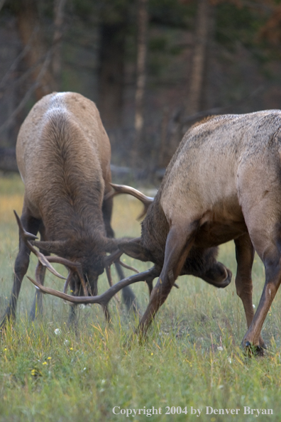 Rocky Mountain bull elk fighting.