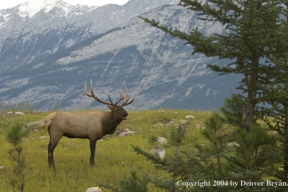 Rocky Mountain bull elk bugling.