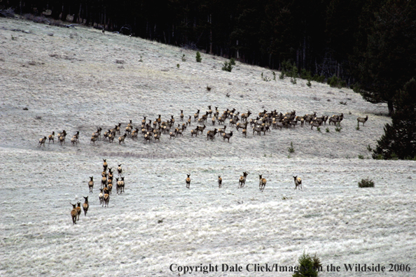 Rocky Mountian Elk Herd