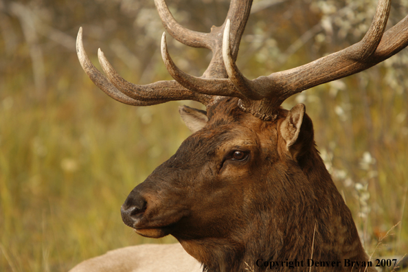 Rocky Mountain Elk bedded down