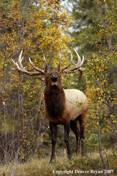 Rocky Mountain Elk bugling