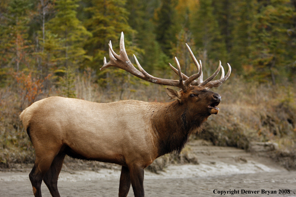 Rocky Mountain Elk 