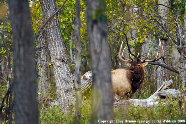 Bull Elk in field