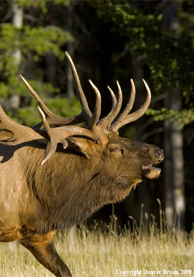 Rocky Mountain bull elk bugling.