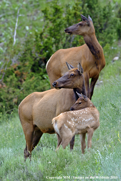 Rocky Mountain Elk with Baby