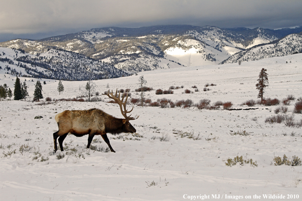 Rocky Mountain Bull Elk in habitat. 