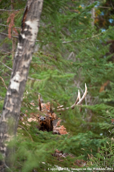 Bull elk in forest. 