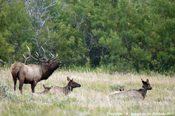 Rocky Mountain bull elk bugling. 