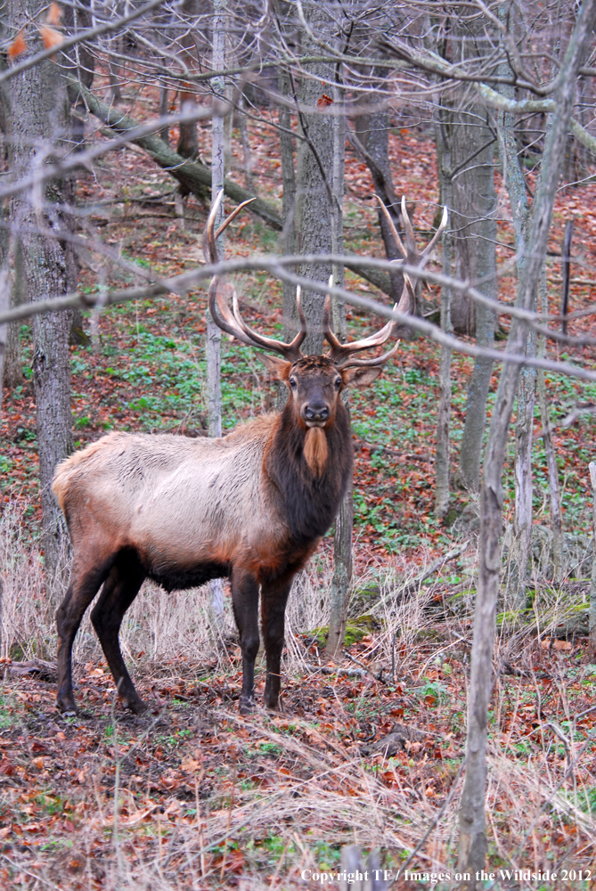 Bull elk in habitat. 