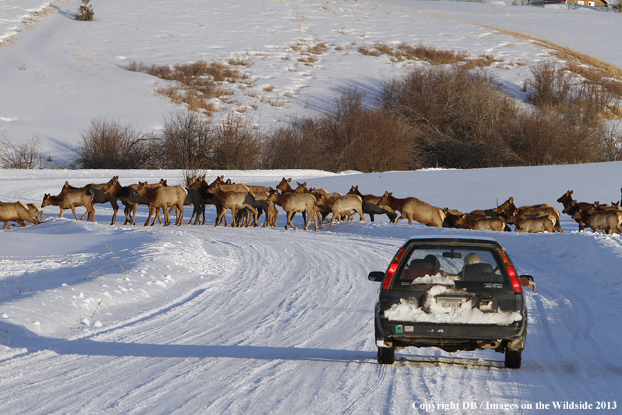 Elk crossing road near urban area during winter.