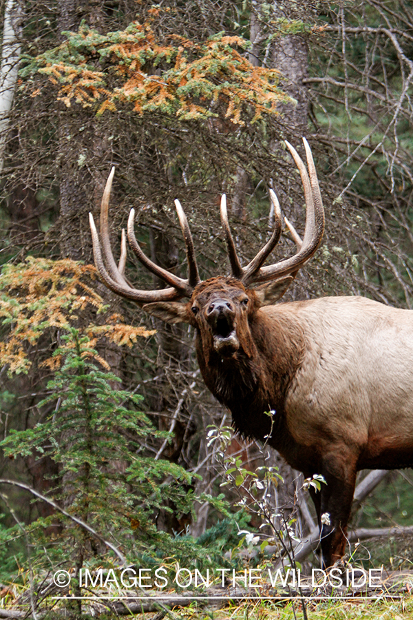 Rocky Mountain Bull Elk bugling in habitat.