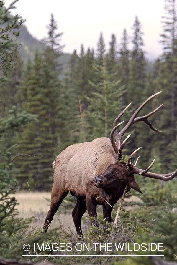 Rocky Mountain Bull Elk rubbing on tree in habitat.