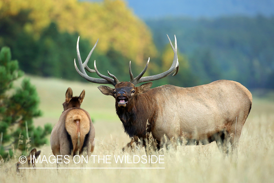 Rocky Mountain Bull Elk bugling in habitat.