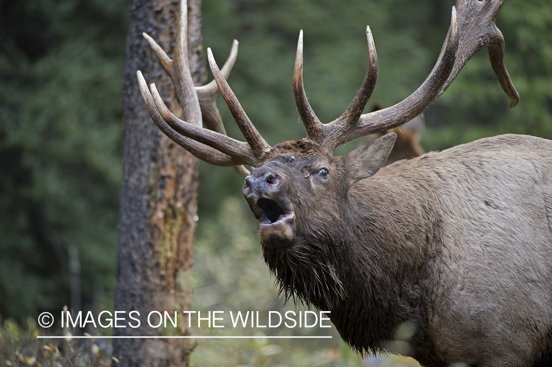 Bull elk bugling.