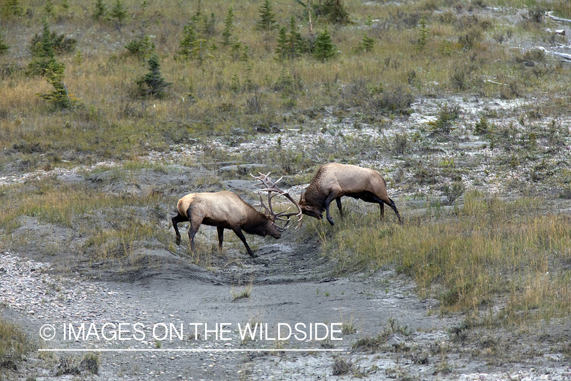 Bull elk fighting.