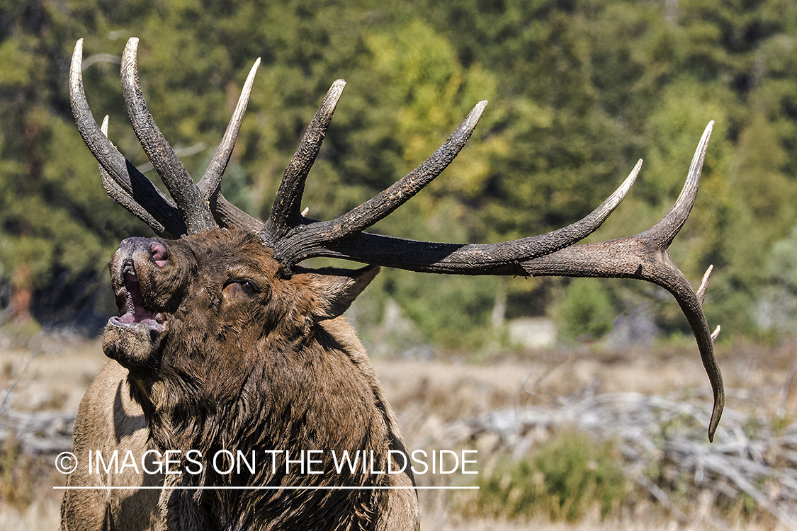 Bull elk bugling.