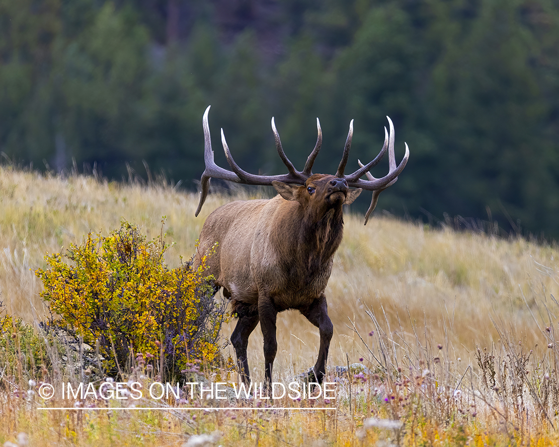 Bull elk in habitat.