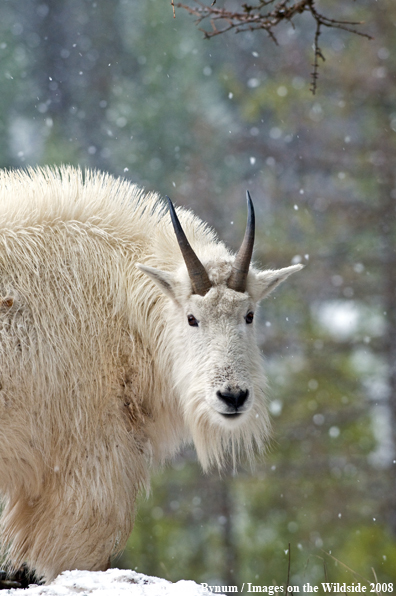 Billy Mountain Goat