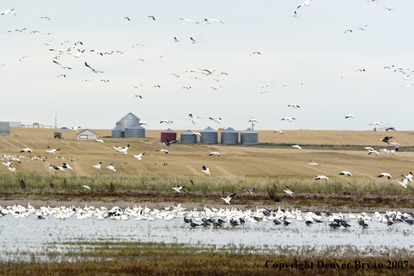 Snow geese in flight