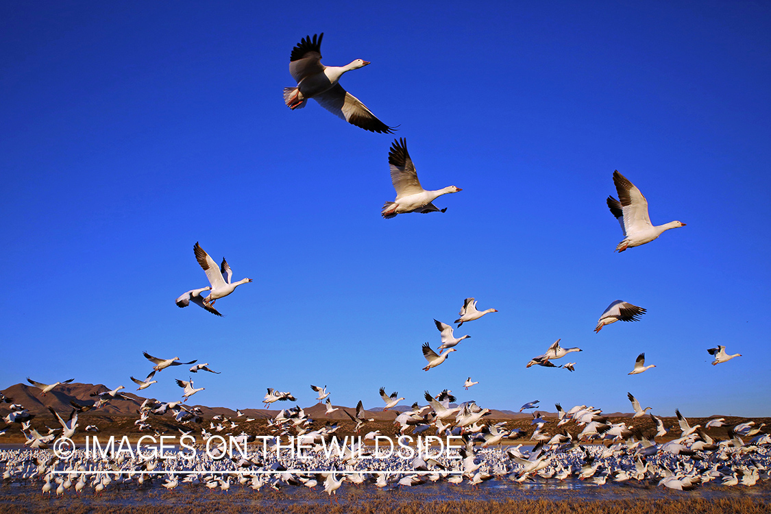 Snow geese flock taking flight. 