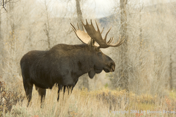 Shiras bull moose in Rocky Mountains.