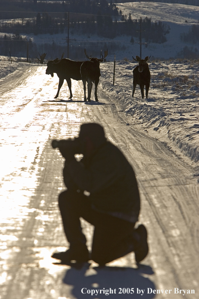 Photographer shooting Shiras bull moose in winter.