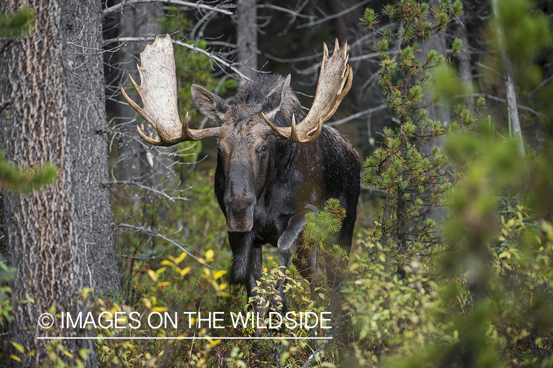 Moose in habitat.