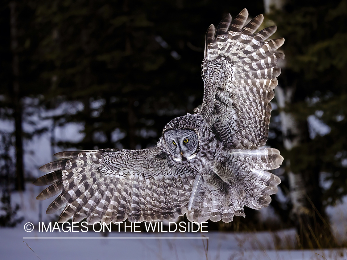 Great Grey Owl in habitat.