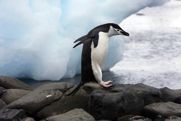 Chinstrap penguin in habitat