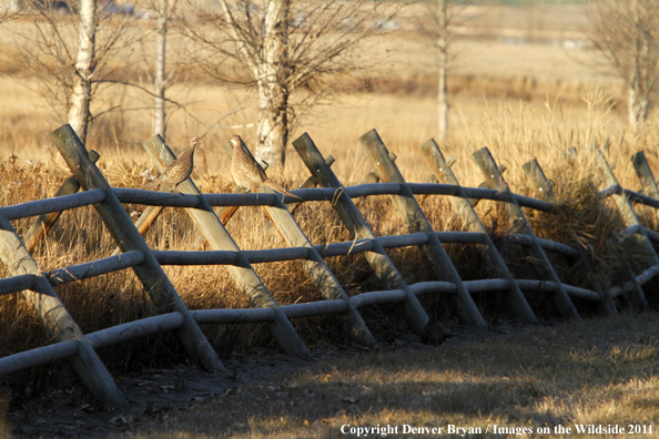 Hen pheasants on fence. 