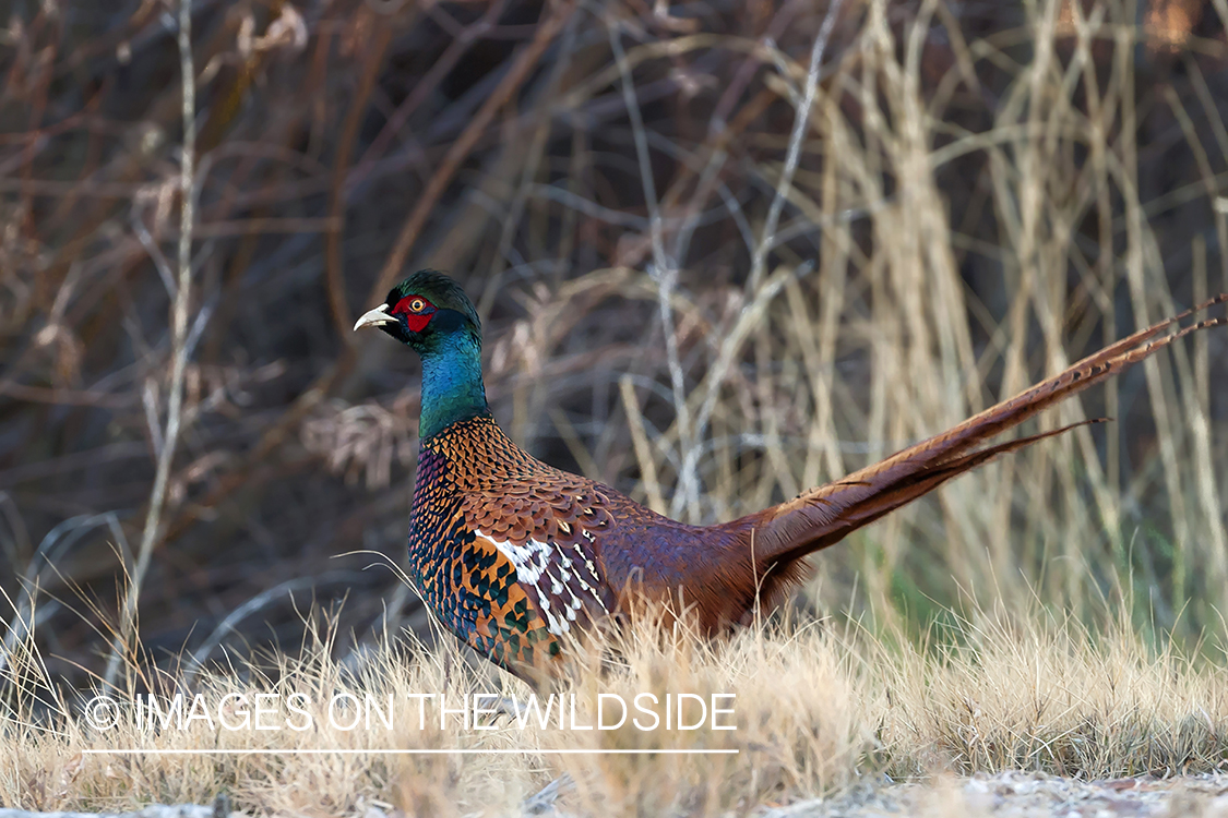 Ring-necked Pheasant in field.