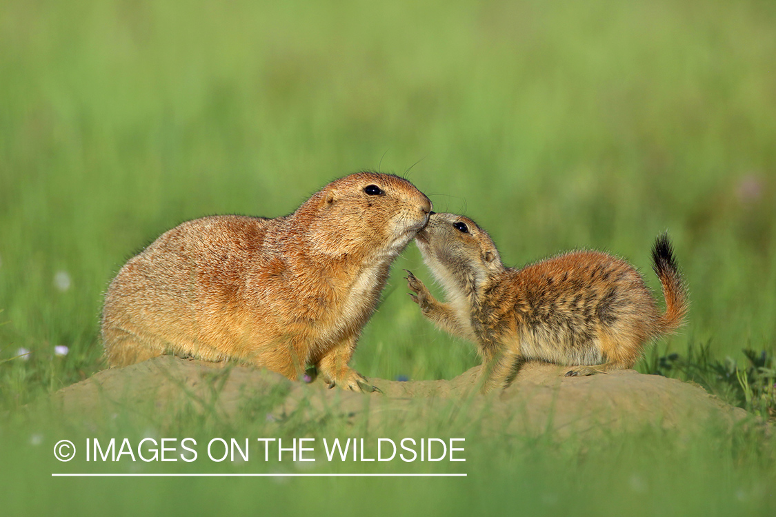 Prairie dog pups with mother in habitat.