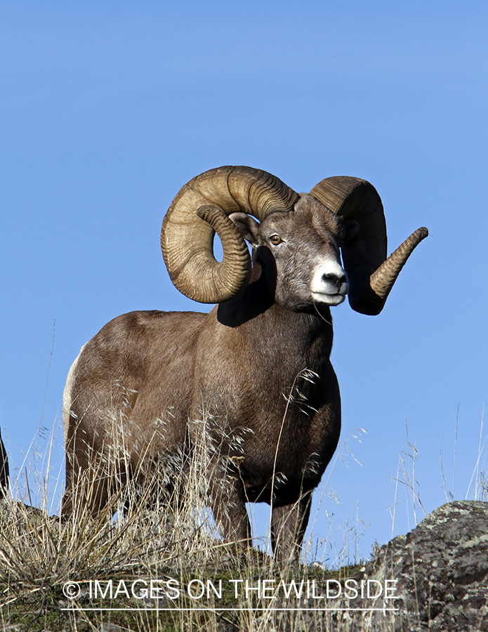 Rocky Mountain bighorn sheep in field.