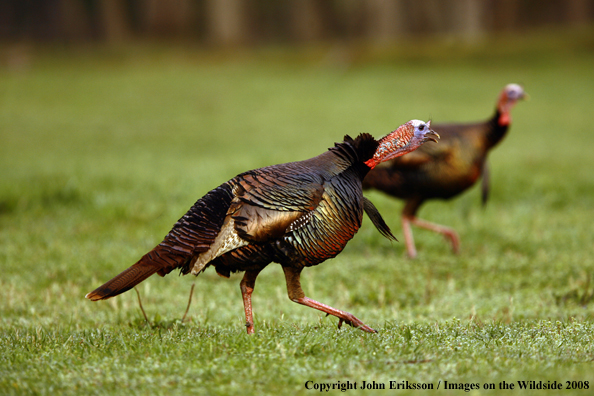 Eastern Wild Turkeys