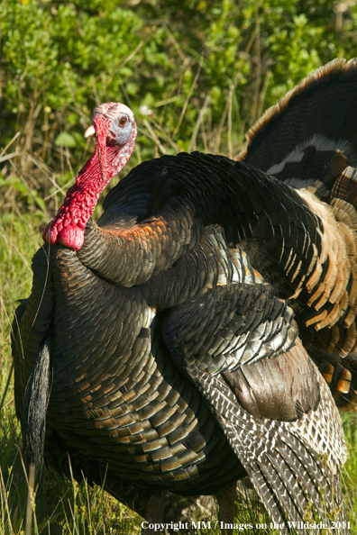 Eastern Wild Turkey in habitat. 