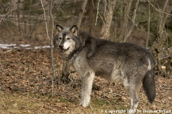 Gray wolf (black phase) in habitat.