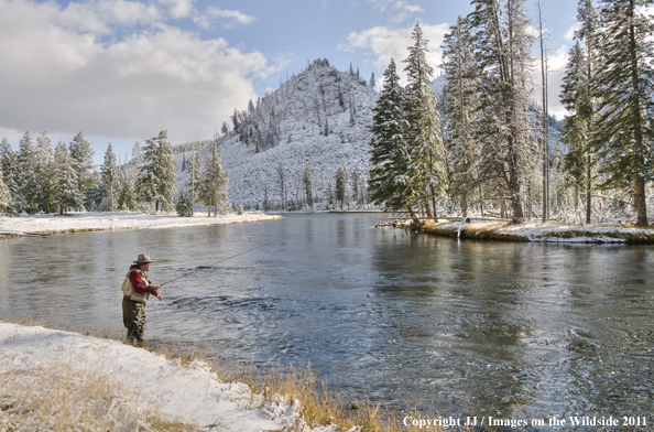 Flyfishing on the Madison River, Yellowstone National Park. 