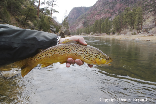 Brown trout being released by fisherman.