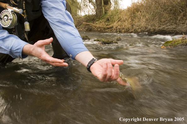 Close-up of nice brown trout.