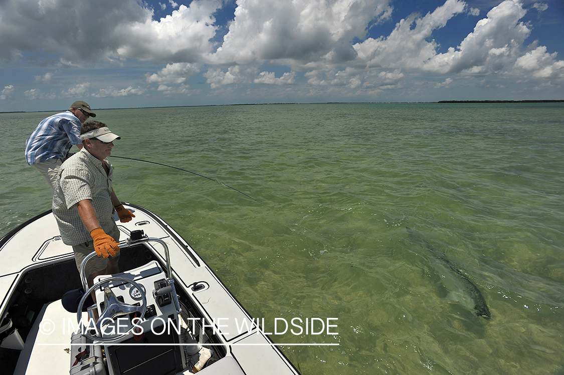 Flyfisherman fighting tarpon on line.