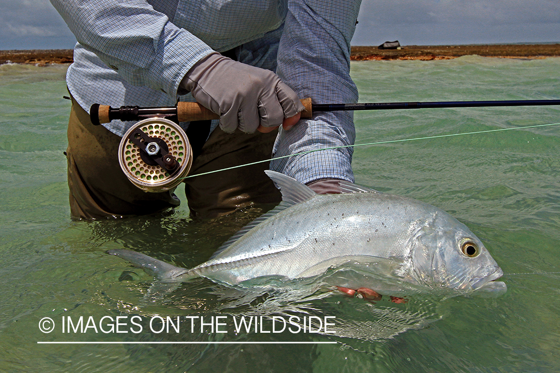 Saltwater flyfisherman with trevally fish, Christmas Island.