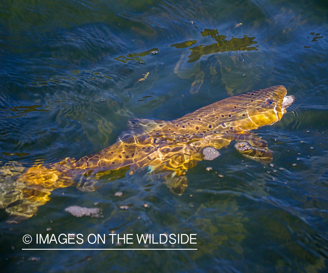 Brown trout.