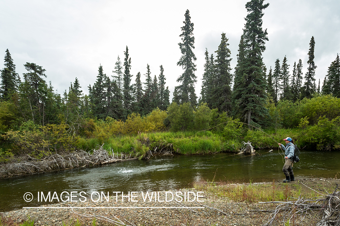 Flyfisher Camille Egdorf fighting fish on Nushagak river, Alaska.