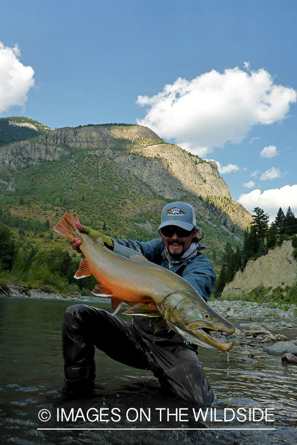 Flyfisherman releasing bull trout.