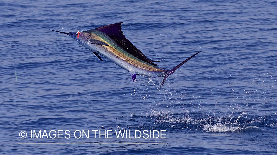 Sailfish jumping out of water.