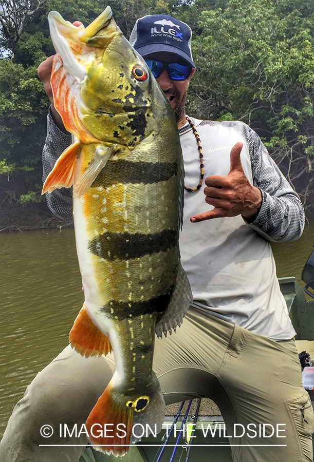 Flyfisherman with peacock bass on Amazon River in Venezuela.