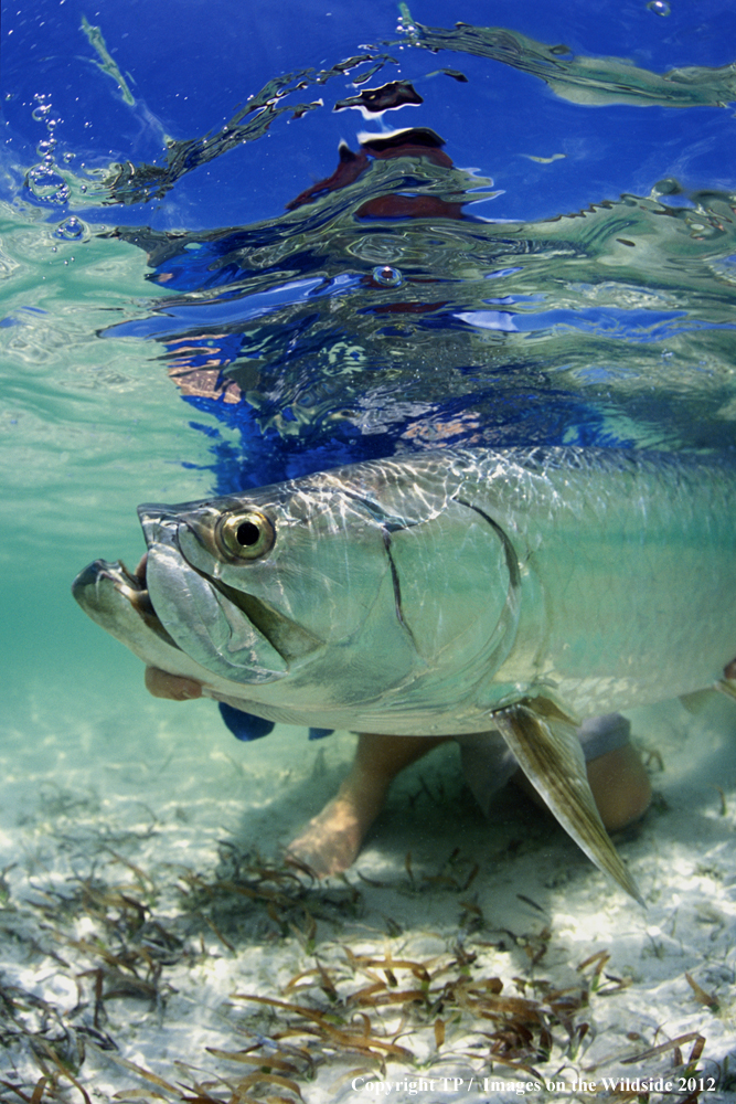 Fisherman releasing Tarpon.